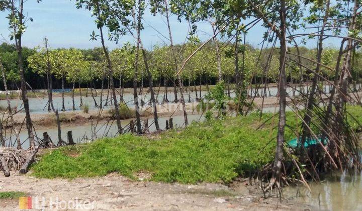 Dijual Lahan Tambak Berlokasi di Sayung Kab. Demak 10.894 aud  2