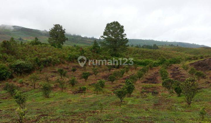 Dijual Cepat Kavling Di Desa Kacinambun Puncak 2000 Siosar Medan 1