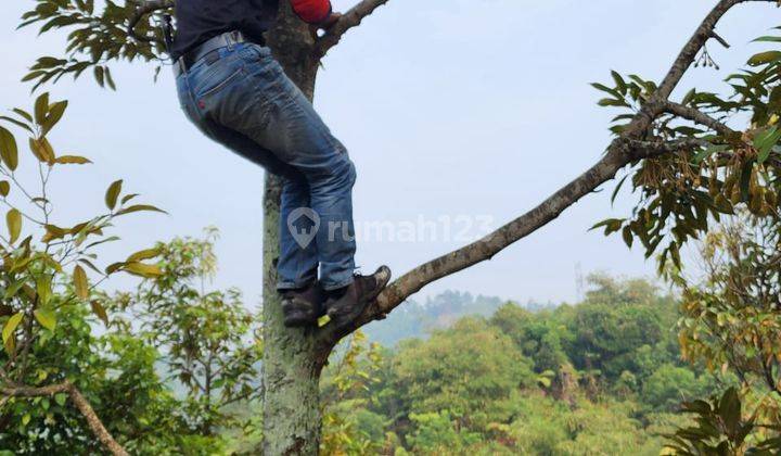 Dijual Tanah 120 Ha Kebun Duren Leuwiliang Bogor  1