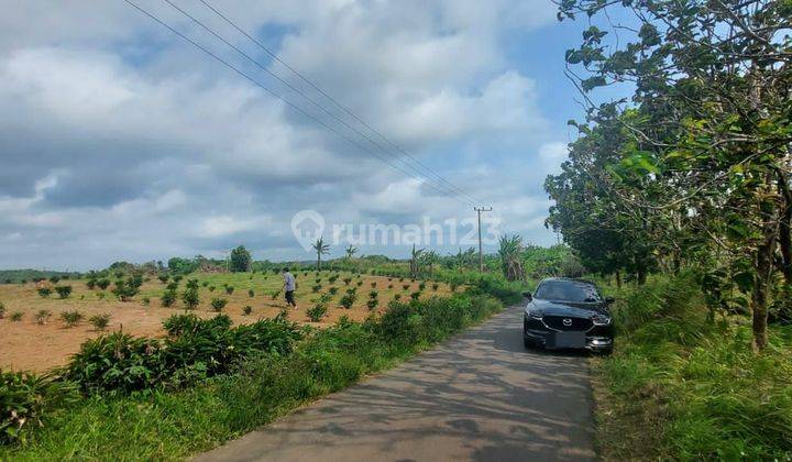 Tanah Pinggir Jalan Aspal  5,3Ha Murah Tanah 1