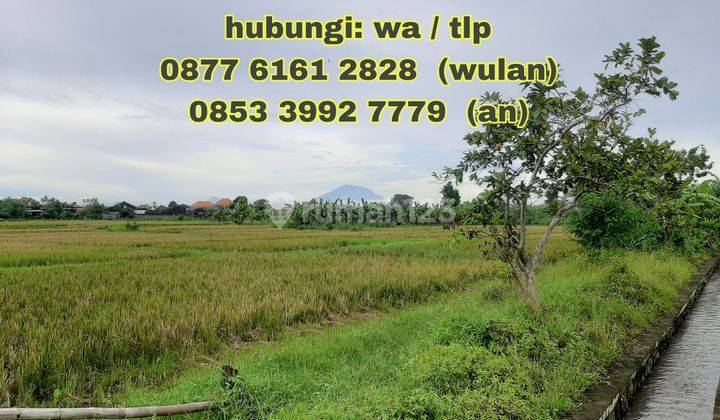 Rumah 2lt Pool Pura Demak Utara Dkt Ke Mahendradata Imam Bonjol Arah Kuta Seminyak Kerobokan Denpasar Kota 8