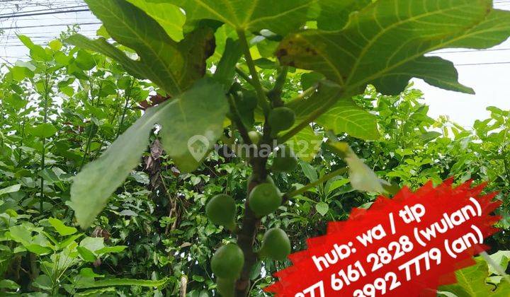 Rumah Style Villa View Sawah Full Furnished Lukluk Perang Dkt Sempidi Kapal Abianbase Padonan Canggu Kuta Utara 21