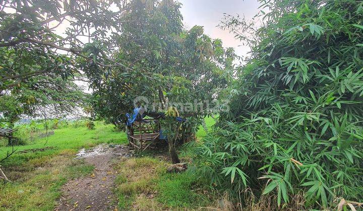 Dijual Cepat Lahan Tanah Siap Pakai Daerah Ciampel Karawang Jawa Barat 2