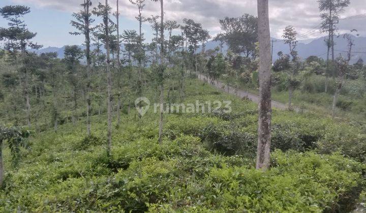 Lahan Perkebunan Teh Garut Jawa Barat 2