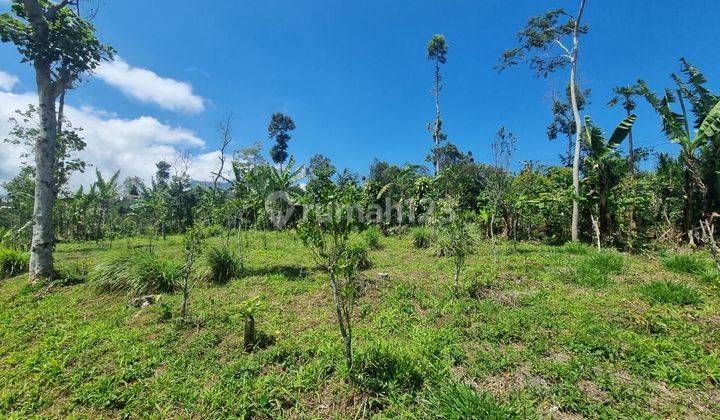 Tanah Datar Cocok Untuk Kavling Villa Di Bedugul 1