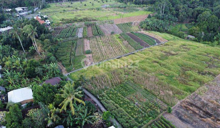 Di Jual Tanah Di Yeh Gangga, Tabanan, Bali 2