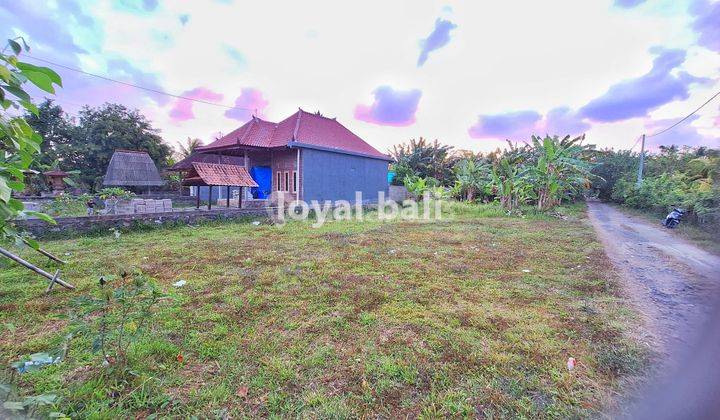 Tanah, Land With Good Area In Jembrana, Bali 1