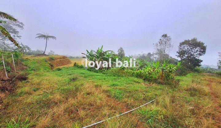 Tanah, Beautiful Land With Countour Shape For Sale In Buleleng, Singaraja, Bali 1