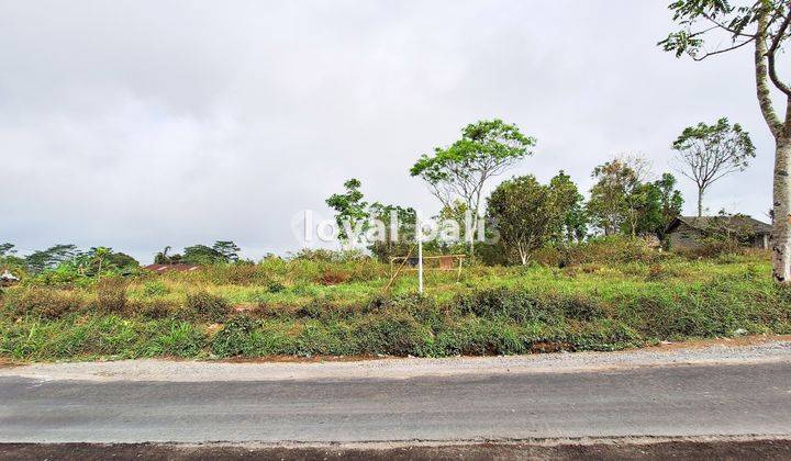 Tanah 3.700m² Land In Of Kintamani, Bali 2