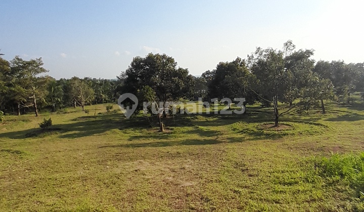 Dijual Tanah Lahan Kebun Kelapa Area Komersil Belitung