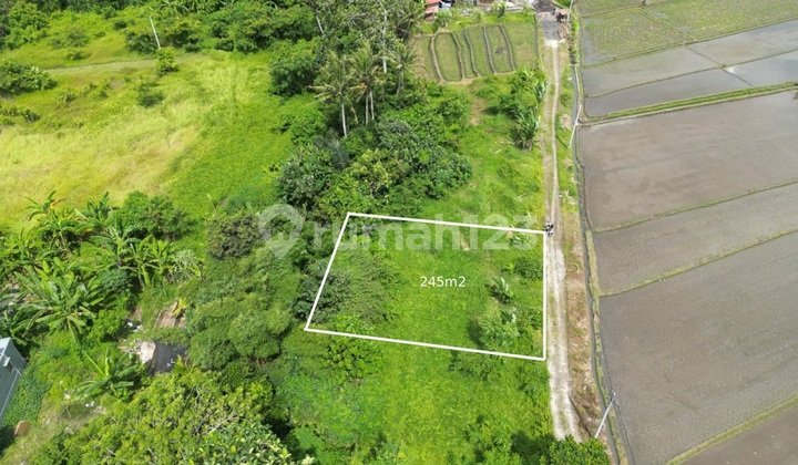Land For Sale 2,45 Are In Kedungu,Badung Bali Jh-3864 Land For Sale 2,45 Are In Kedungu,Badung Bali Jh-3864