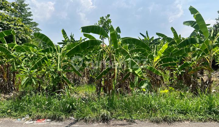 For Sale Cheap Land 10.85 Are In Berawa, Canggu Bali ED-3556 For Sale Cheap Land 10.85 Are In Berawa, Canggu Bali ED-3556