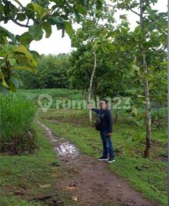  Kavling Untuk Industri Murah di Pracimantoro Wonogiri Jawa Tengah 14