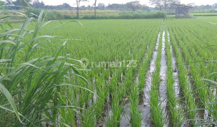 Tanah Sawah Dekat Jalan Tol Area Jl. Raya Kokosan Prambanan 2