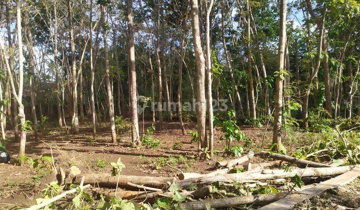 Kebun Jati Luas Area Karangduwet Jl. Banyusoca Paliyan Gunung Kidul 2