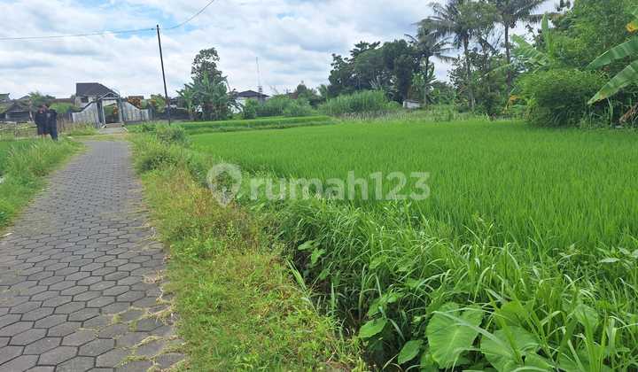 Rice Field Land Near Sleman Regency Office Area, Banaran, Mlati, Sleman