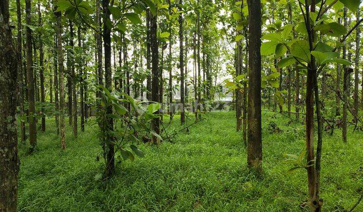 Tanah Darat Cocok Rumah Tinggal di Cibitung 2