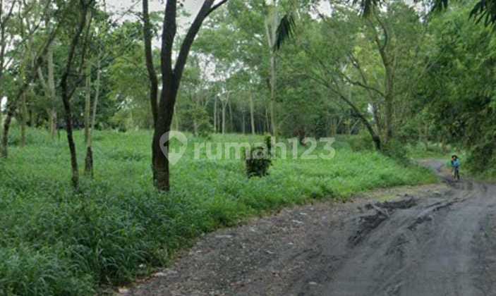 Super Cheap Land Near Merapi Golf Umbulmartani Cangkringan