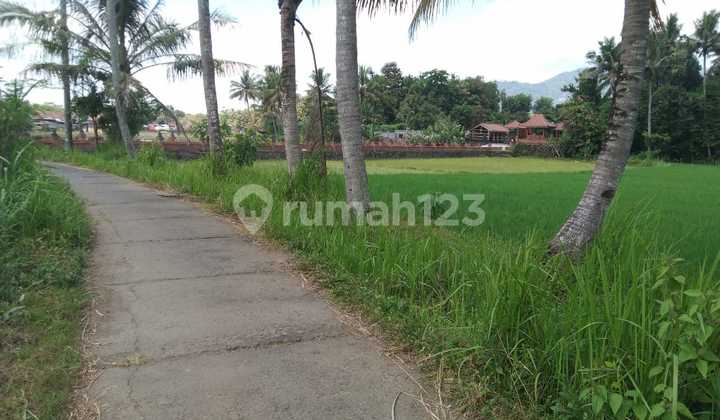 Super Cheap Land In Borobudur Super Cheap Land In Borobudur