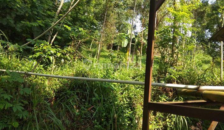 Lahan Ex Kandang Sapi,Bisa Perluasan Sampe 5Ha 6