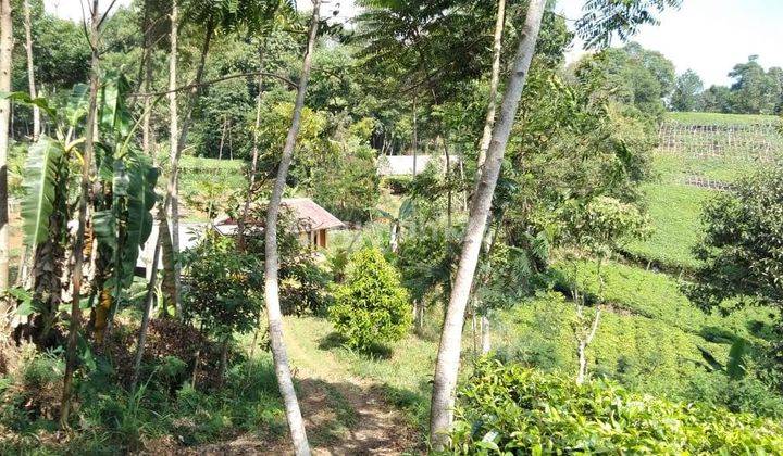 Lahan Ex Kandang Sapi,Bisa Perluasan Sampe 5Ha 9