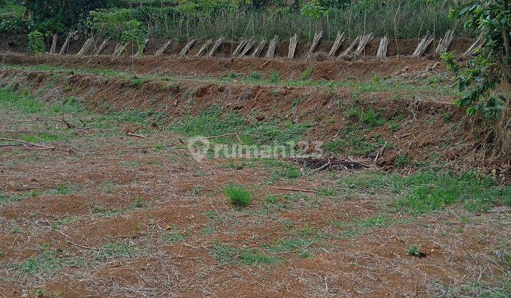 Lahan Ex Kandang Sapi,Bisa Perluasan Sampe 5Ha 14
