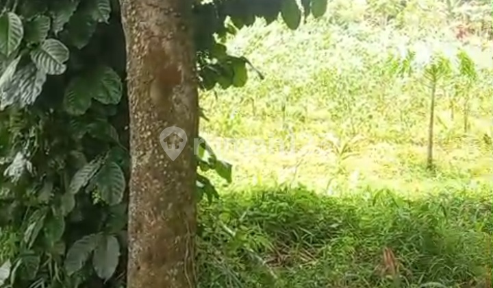 Tanah Jual Cepat Putat Nutug Ciseeng Bogor Tanah Jual Cepat Putat Nutug Ciseeng Bogor