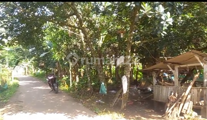 Land for Quick Sale in Putat Nutug, Ciseeng, Bogor Land for Quick Sale in Putat Nutug, Ciseeng, Bogor