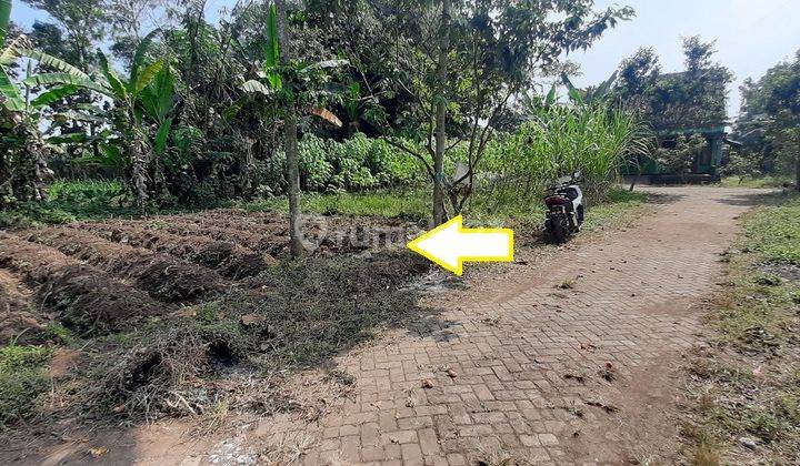 Tanah Terongdowo Tirtomoyo Pakis Dijual Murah Cepat B.u Dkt Lapangan Jatayu 2