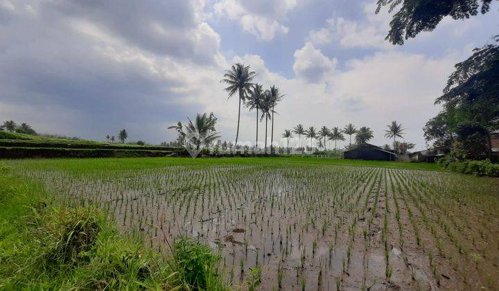 Tanah Sawah SHM Murah Malang di Sidorejo Jabung Dijual Cepat B.u 1