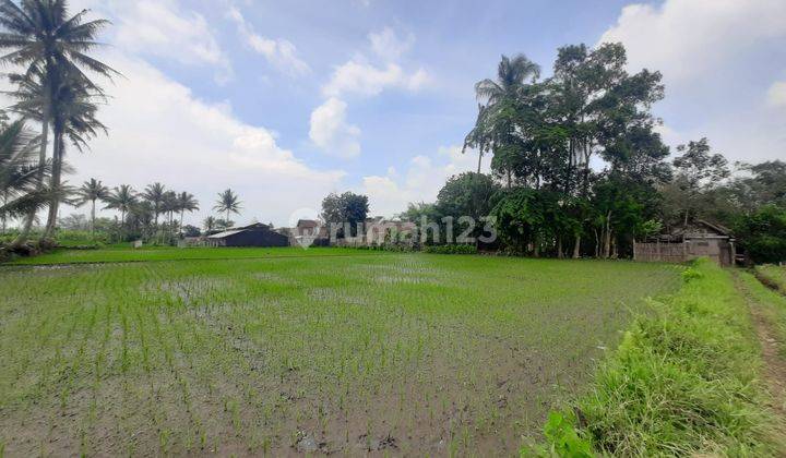 Tanah Sawah SHM Malang di Sidorejo Jabung Dijual Cepat B.u Poll 1