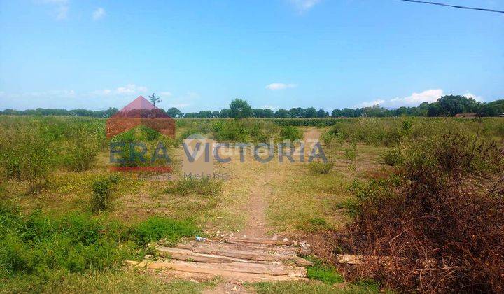 Tanah Jual di Desa Wonorejo Jember Akses Jalur Lumajang jember  1