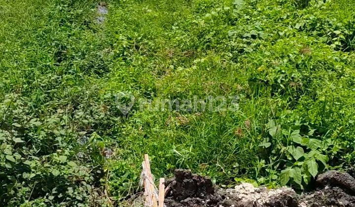 Strategic Land Location Near Pererenan Suitable for Villa