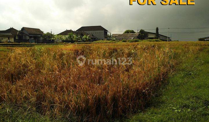 Murah Tanah 1.000 M2 SHM di Jl. Cica Buduk, Badung 1