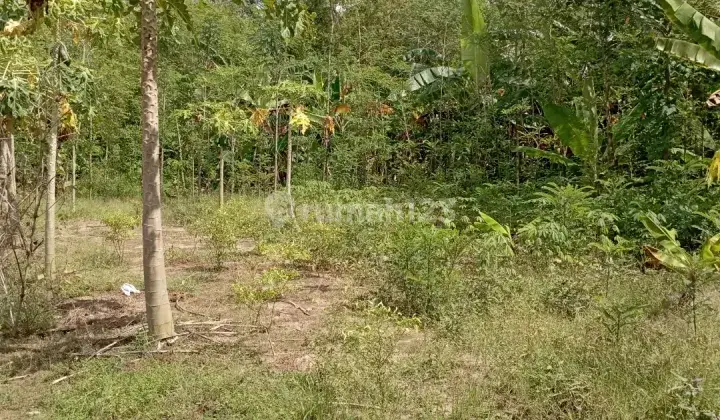 Tanah Pekarangan Luas Dalam Kota 2