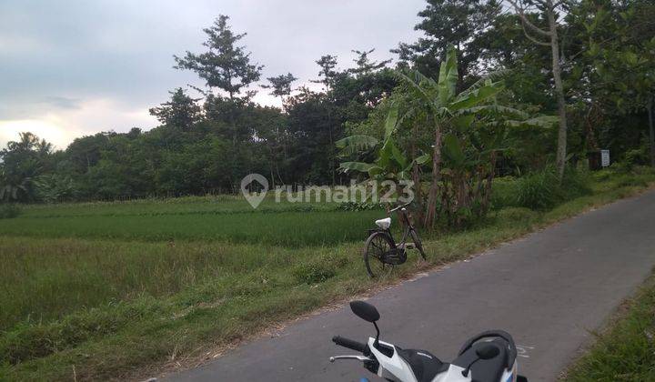 Tanah Sawah Seluas 978 Meter Persegi Di Dekat Jl Kebon Agung Sleman 1