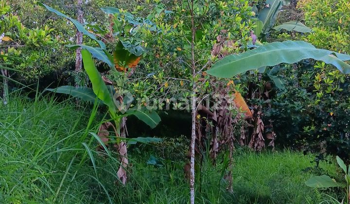 Clove Durian Garden Land Near Tourist Attraction