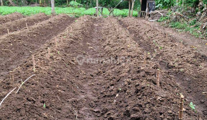 Kebun Singkong Murah Dekat Wisatamalang 2
