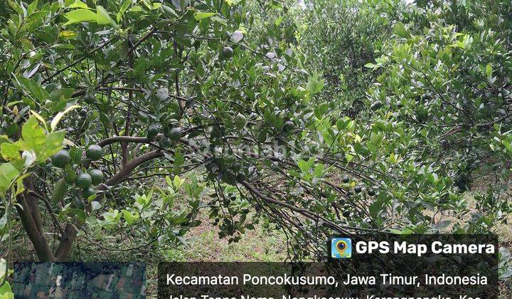 Tanah Kebun Jeruk Murah Dekat Wisata Gunung Bromo Malang 1