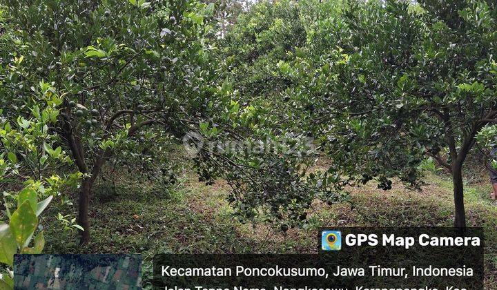 Tanah Kebun Jeruk Murah Poncokusumo Malang 1