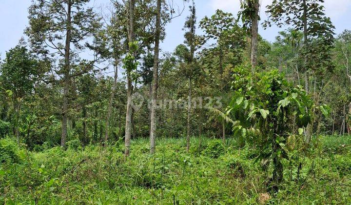 Tanah Kebun Durian Dekat Wisata Jenon Malang 2