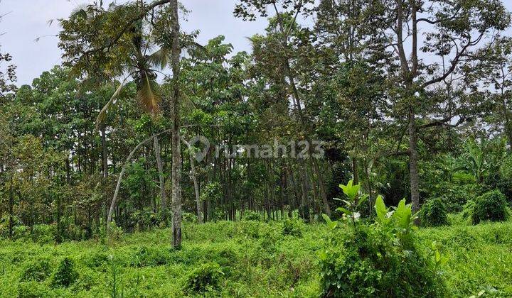 Tanah Kebun Durian Dekat Wisata Jenon Malang 1