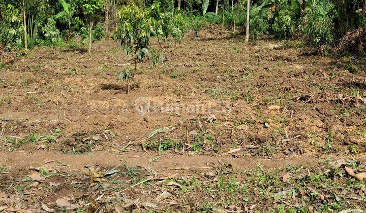Kebun Alpukat Murah Dekat Kota Malang 2