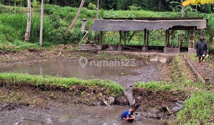 Kebun Buah Plus Kolam Pemancingan Dekat Kota Malang  1