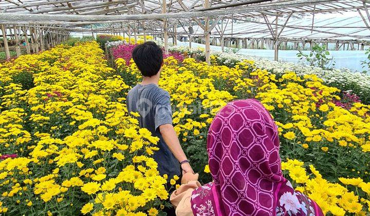 Tanah Kebun Ada Green House, Durian View Menarik Bandungan 1