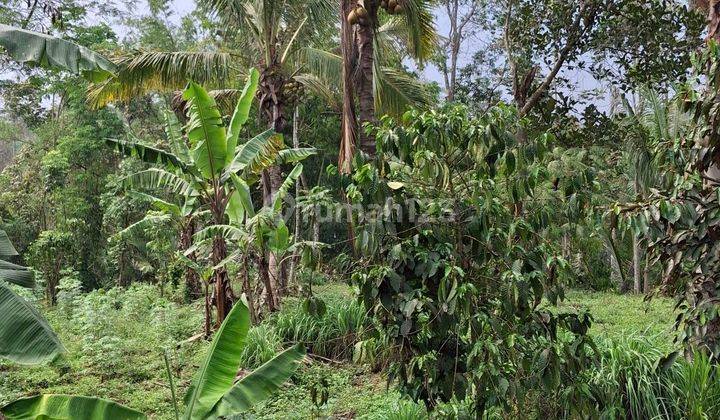 Tanah Pekarangan Murah Dekat Sman Taruna Nala Malang 2