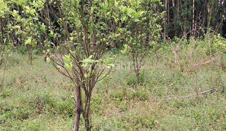 Kebun Jeruk Produktif Siap Panen Dekat Kota Malang 1