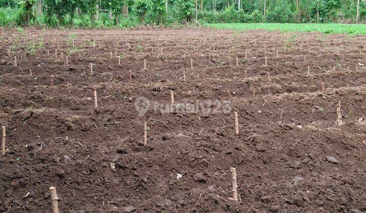 Kebun Singkong Murah Dekat Wisatamalang 1