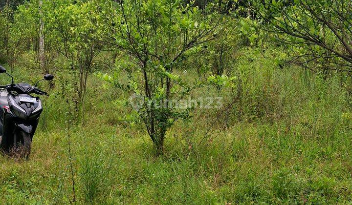 Kebun Jeruk Produktif Siap Panen Dekat Kota Malang 2