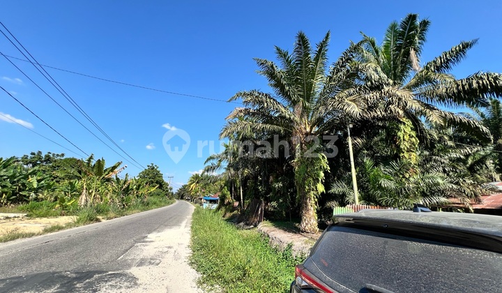 For Sale: Palm Oil Plantation by the Roadside in Lubuk Sakat